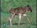 Wildebeest Young in the Wild 