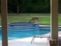 Deer Drinking From Our Pool 