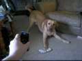 Dog Scared of Phone! Hilarious! 