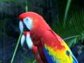 Parrots 3 