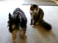 In memory of our beloved Schnauzer, Gracie groomed by our Maine Coon Kitty