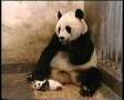ever seen a baby panda sneeze?