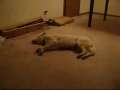 Dog Sleep-Runs Into a Wall 