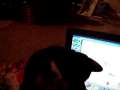 Coco Pawing At Laptop 