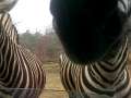 ZEBRA LOVE!