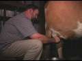 How to Milk a Cow by Hand and Start a Calf Bottle Feeding pt 2 