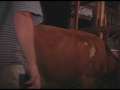 How to Milk a Cow by Hand and Start a Calf Bottle Feeding pt 1 