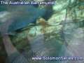 The Giant Barramundi Fish of Australian Outback country 