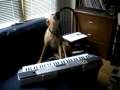 Dog Singing and Playing Piano!! 
