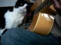 Guitar-Loving Cat! 