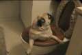 Pug In A Toilet 