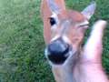 Petting_Bambi 
