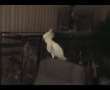 Snowball - The World's Most Famous Dancing Parrot 