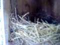 Bluebirds Have Just Hatched 