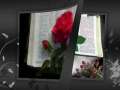 Rose In A  Bible 