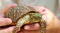 Box Turtle Facts and Pet Care 