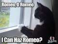 Romeo and Juliet as Cats 
