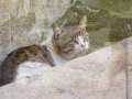 MALTA:  Cats found in Malta and Gozo 