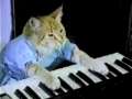 Cat Plays Piano 
