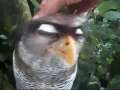 openvoice - Owl Head Scratch