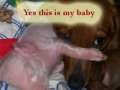 THIS IS FOR ALL YOU DACHSOLICS THE VIDEO IS A DOXIE AND HER ORPHAN PIG 