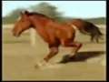 Silly Running Horse 