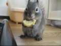 A Squirrel Eating A Lemon 
