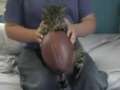 Bowser the Cat: Football
