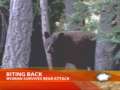 Woman Survives Black Bear Attack 