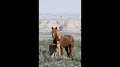 Wild Hoofbeats: America's Vanishing Wild Horses 