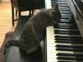 Nora - the piano playing cat! 