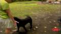 AMAZING ! Otter Plays With Dogs 