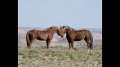 Wild Hoofbeats: America's vanishing Wild Horses 