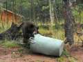 Bear in the garbage