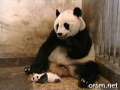 The Sneezing Baby Panda (soooo cuteeee) 