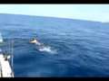 Man Rides Whale Shark! 