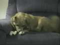 SO FUNNY!!  Dogs Own Leg Tries to Steal Bone!! 