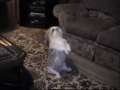 Funny Sneezing Dog! 
