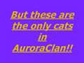 AuroraClan-we need you! 