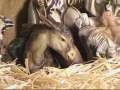 Talking Nativity Animals: Christmas Story 1