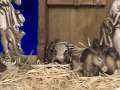 Talking Nativity Animals: Christmas Story 2 