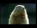 Annoying Groundhog - Encourages Tithes and Offerings 