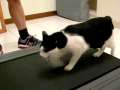 Cats on Treadmills 