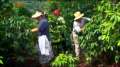 SoZo - Coffeeberry Plant â€“ Hidden in Plain Sight! Coffeeberry 