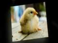 Raising Chickens - 10 reasons why keeping chickens is a MUST... 