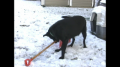 Dog Shoveling Snow 