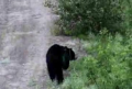 Black Bear With Three Legs!!! 