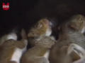 Cat Adopts Baby Squirrels 