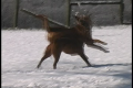 Snowdog Ballet in snowmotion 