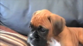 Confused Boxer Puppy 